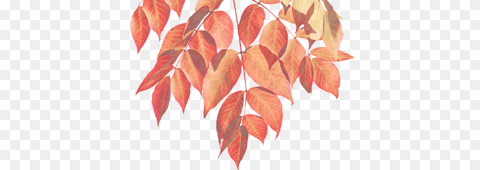 Autumn Leaf, Plant, Tree, Flower Png Image
