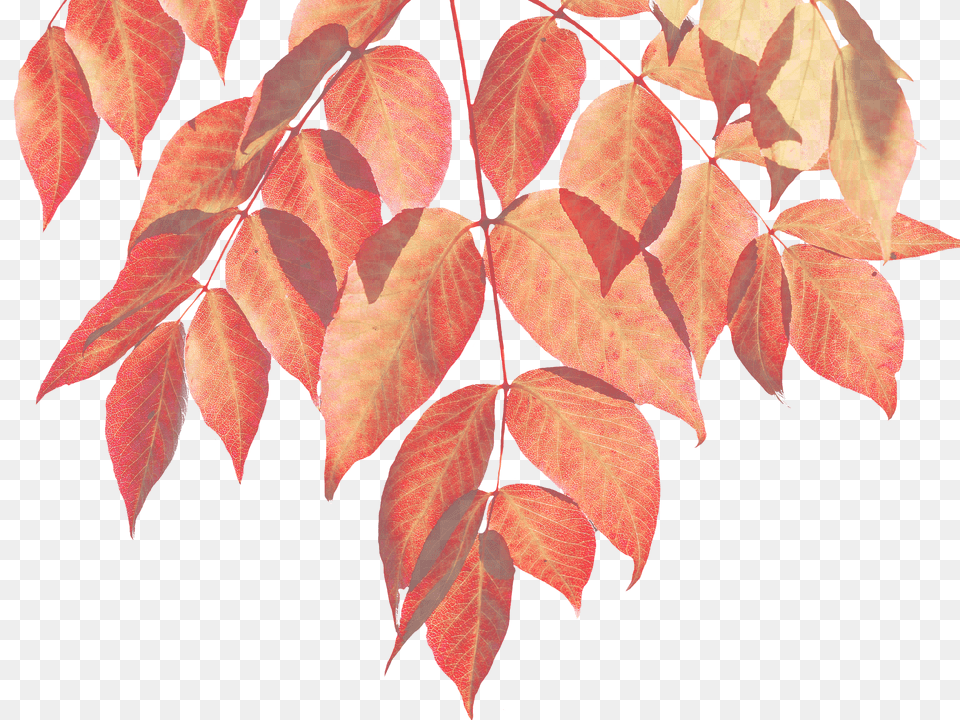 Autumn Leaf, Plant, Tree, Maple Png