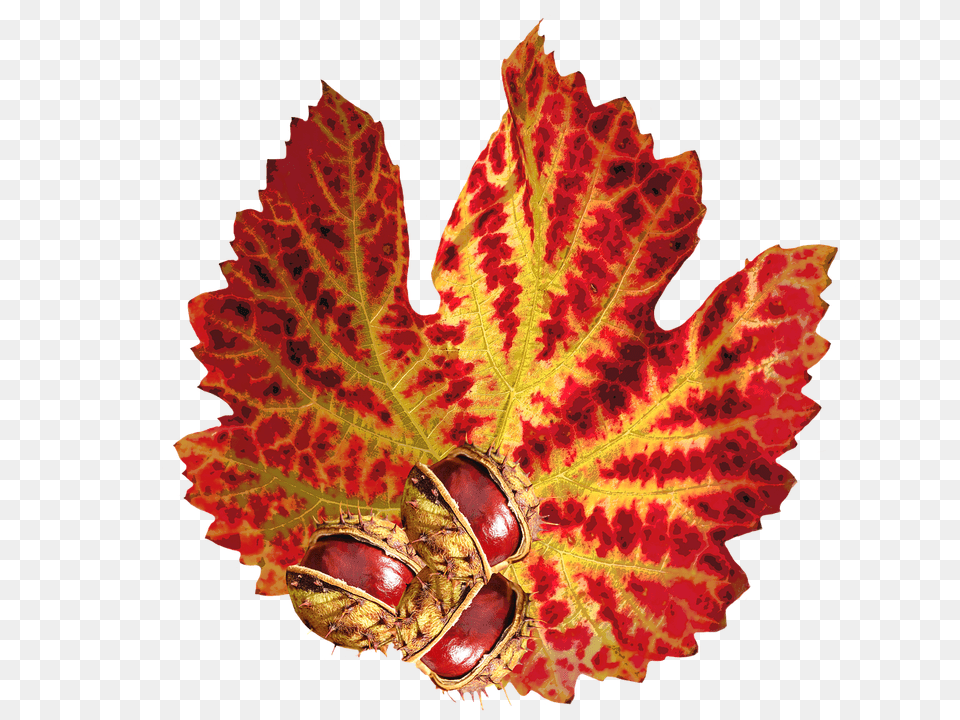Autumn Leaf, Plant, Tree, Food Png Image