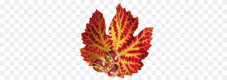 Autumn Leaf, Plant, Tree, Food Free Png