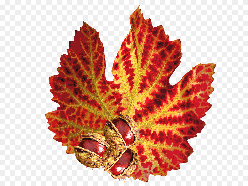 Autumn Leaf, Plant, Tree, Food Free Png