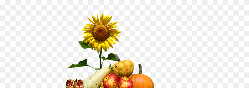 Autumn Flower, Plant, Sunflower, Apple Png