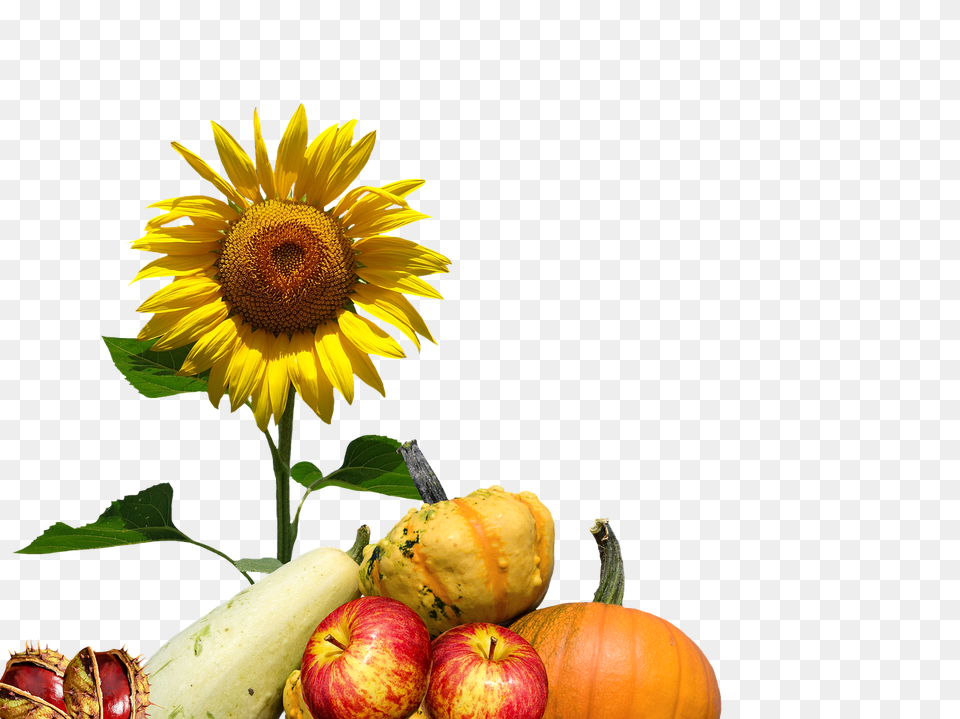 Autumn Flower, Plant, Sunflower, Food Free Png Download