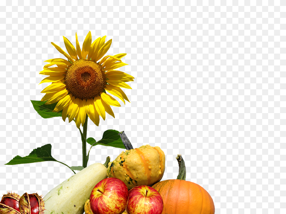 Autumn Flower, Plant, Sunflower, Flower Arrangement Png Image