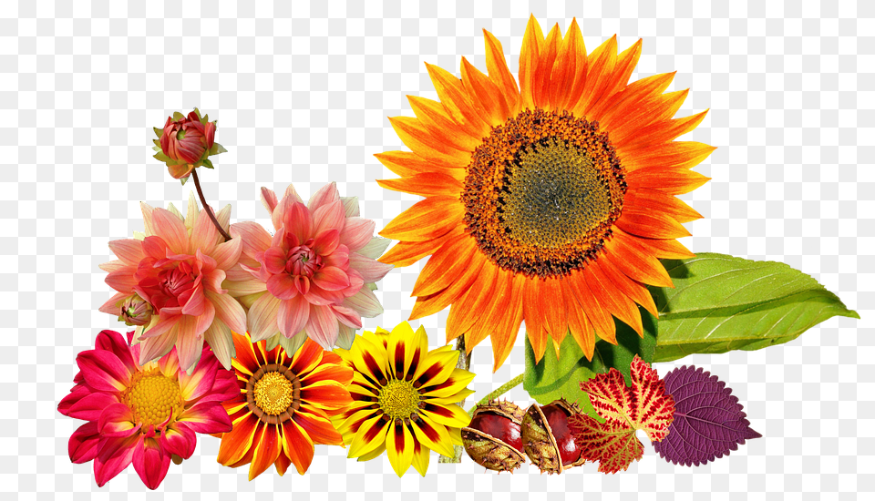 Autumn Flower, Plant, Sunflower, Flower Arrangement Free Png Download