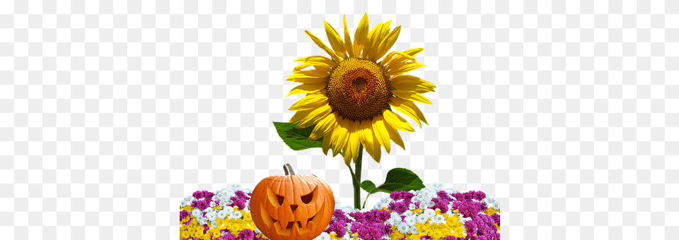 Autumn Flower, Plant, Sunflower Free Png Download