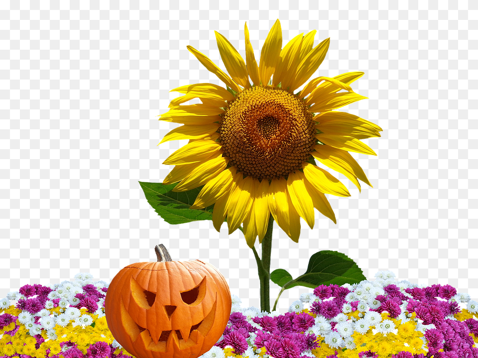 Autumn Flower, Plant, Sunflower, Flower Arrangement Png Image