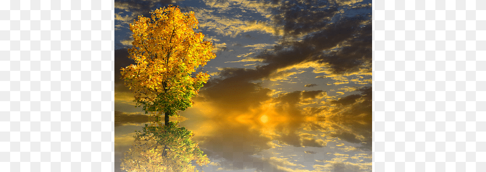 Autumn Outdoors, Tree, Sunlight, Leaf Free Png