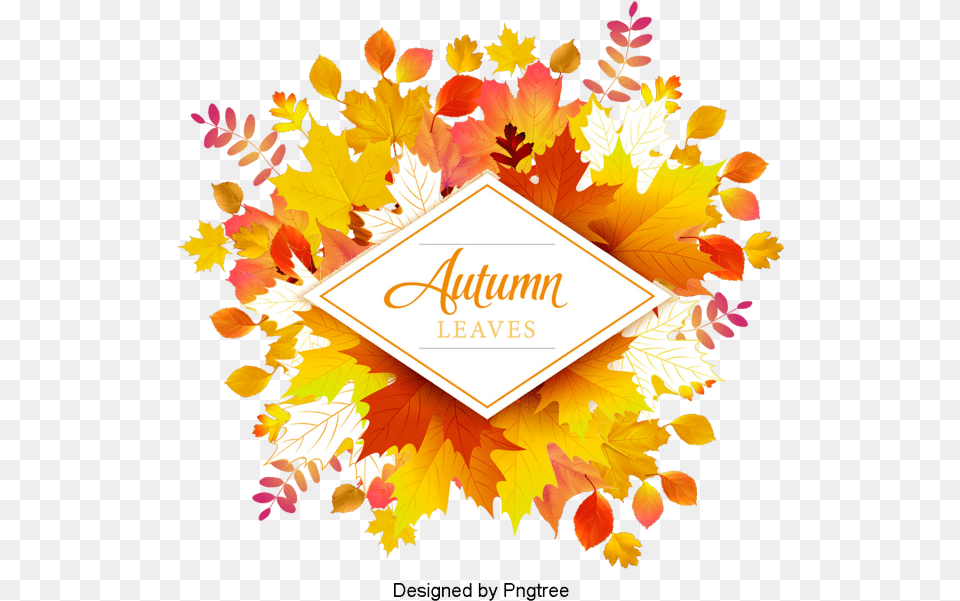 Autumn, Tree, Leaf, Plant, Maple Free Transparent Png