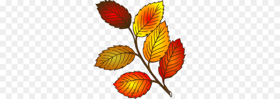 Autumn Leaf, Plant, Pattern, Tree Free Transparent Png