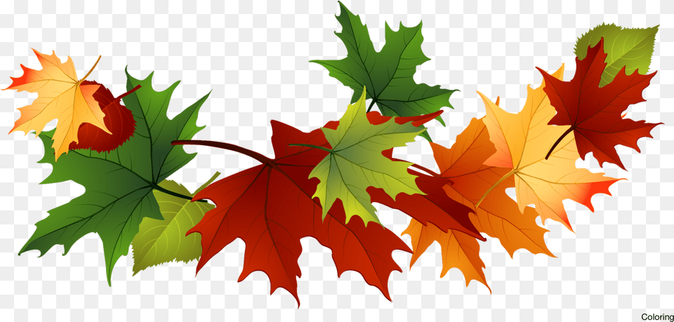 Autumn, Leaf, Plant, Tree, Maple Free Png Download