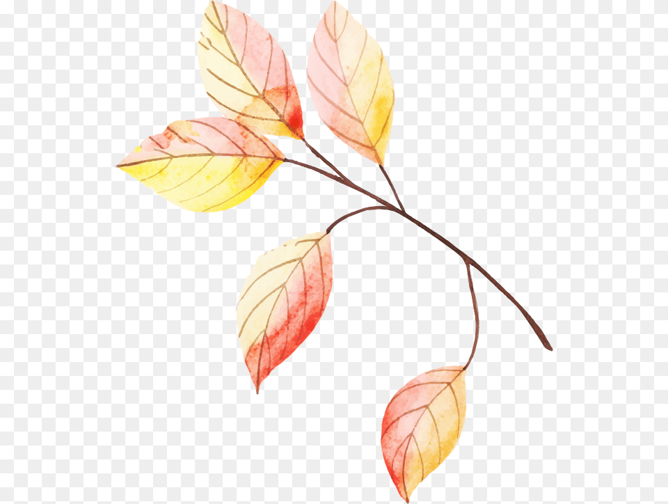 Autumn, Leaf, Plant, Art Png Image