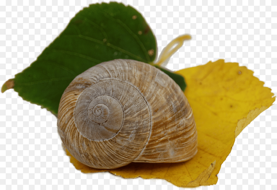 Autumn, Animal, Insect, Invertebrate, Snail Png Image