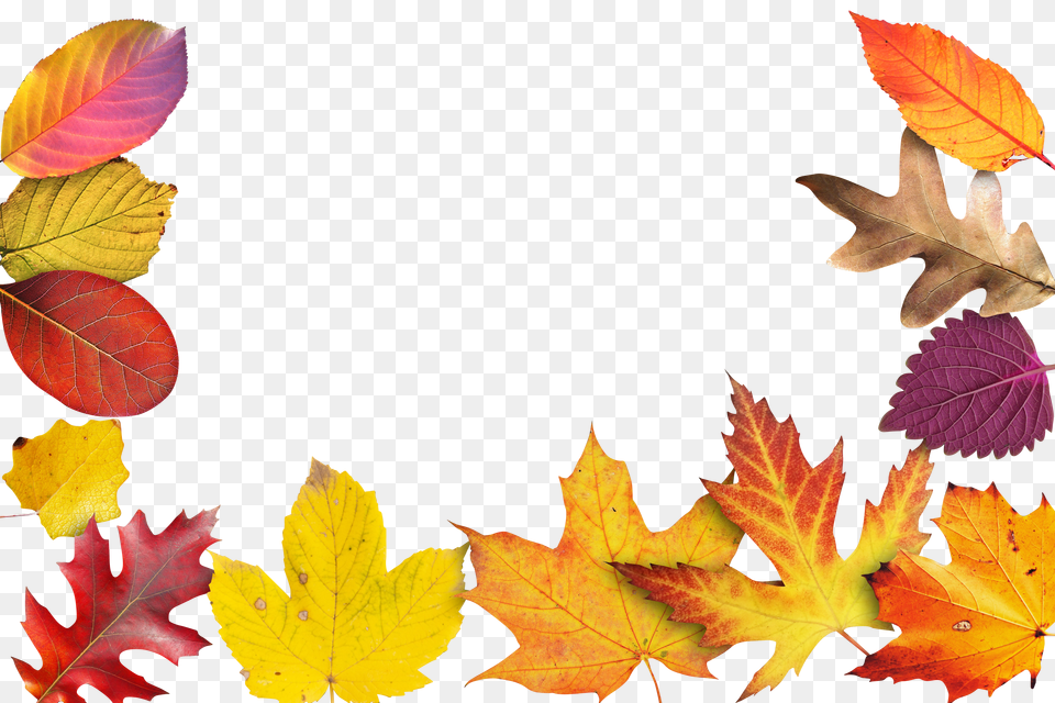 Autumn Clip, Animal, Fish, Sea Life, Shark Free Transparent Png