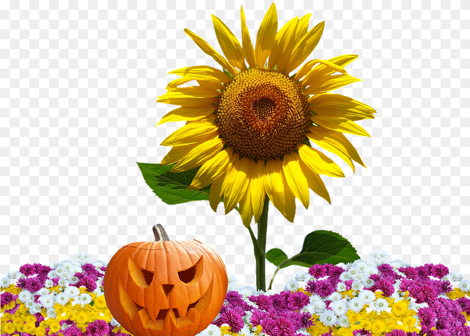 Autumn Asters Flowers Fall Photo On Pixabay Herbstblumen, Flower, Plant, Sunflower, Flower Arrangement Png