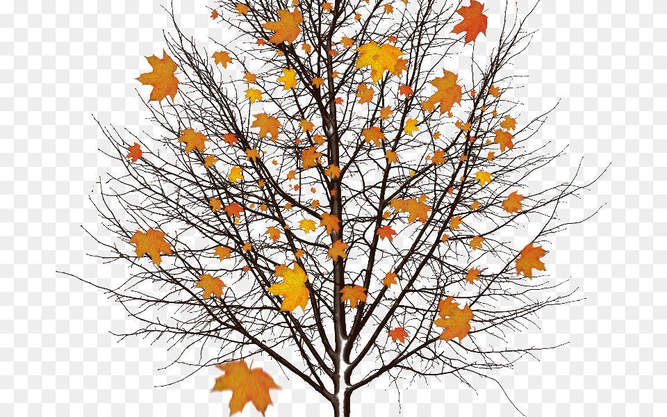 Autumn Background Seasons In Life Christian, Leaf, Maple, Plant, Tree Png Image