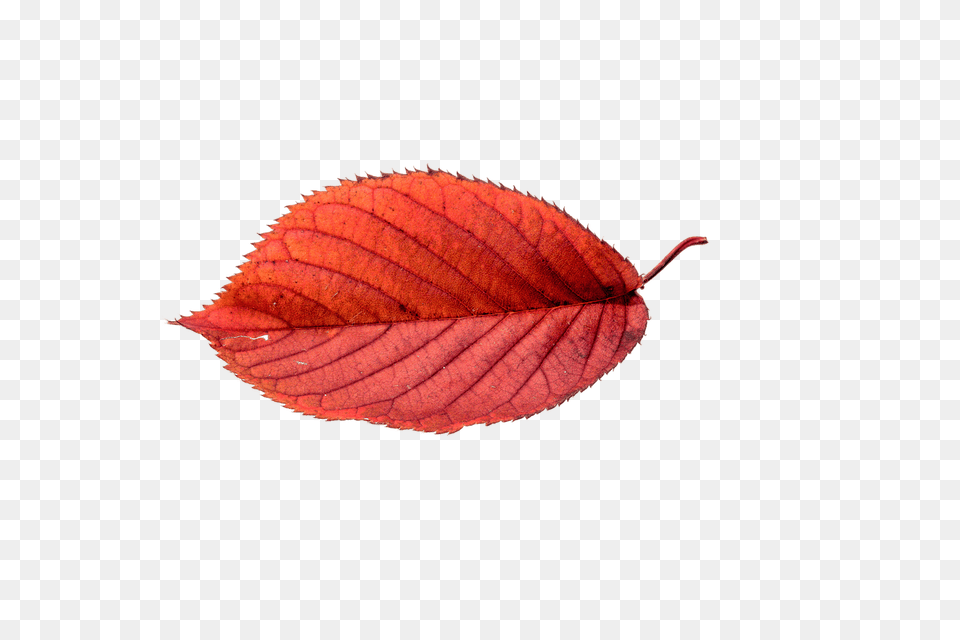 Autumn Beech Leaf, Plant, Tree Free Png Download