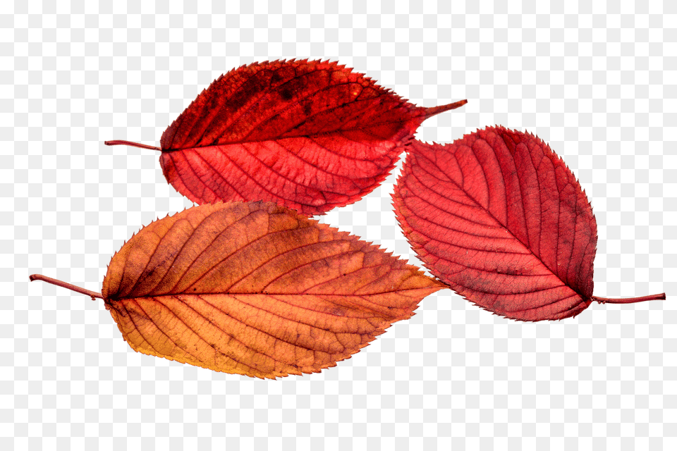 Autumn Beech Leaves, Leaf, Plant Free Png