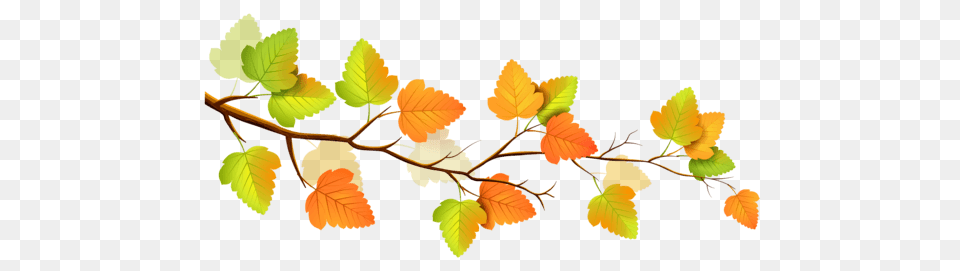 Autumn Branch, Leaf, Plant, Tree, Herbal Png Image