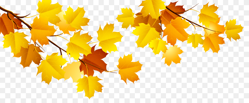 Autumn Branches Cliparts, Leaf, Plant, Tree, Maple Png