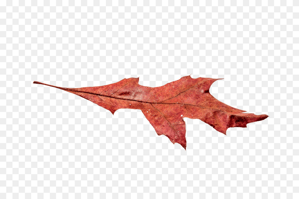 Autumn Broad Leaf, Plant, Tree, Maple, Maple Leaf Free Png Download