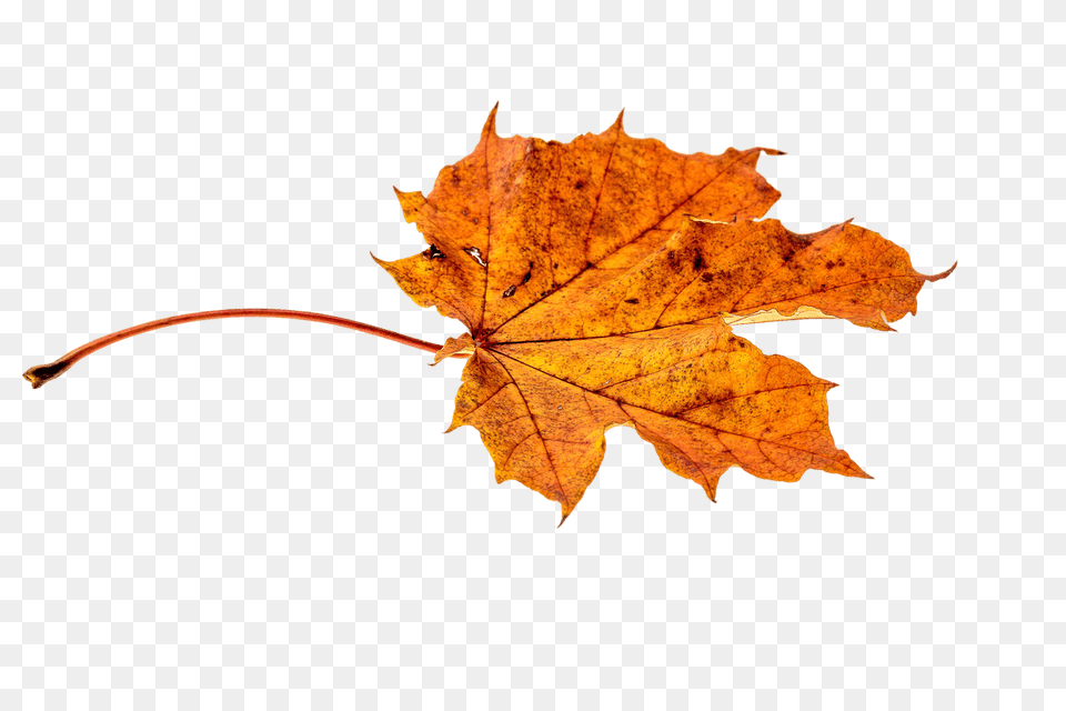 Autumn Brown Leaf, Plant, Tree, Maple, Maple Leaf Free Transparent Png