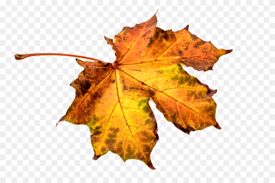 Autumn Brownish Leaf, Plant, Tree, Maple, Maple Leaf Free Png