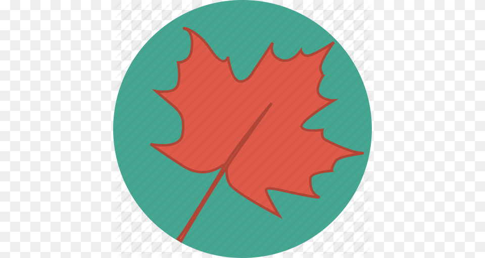 Autumn Canada Canadian Fall Leaf Maple Maple Leaf Icon, Plant, Maple Leaf, Tree Free Png Download