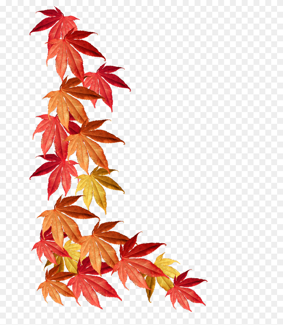 Autumn Clipart, Leaf, Maple, Plant, Tree Free Png