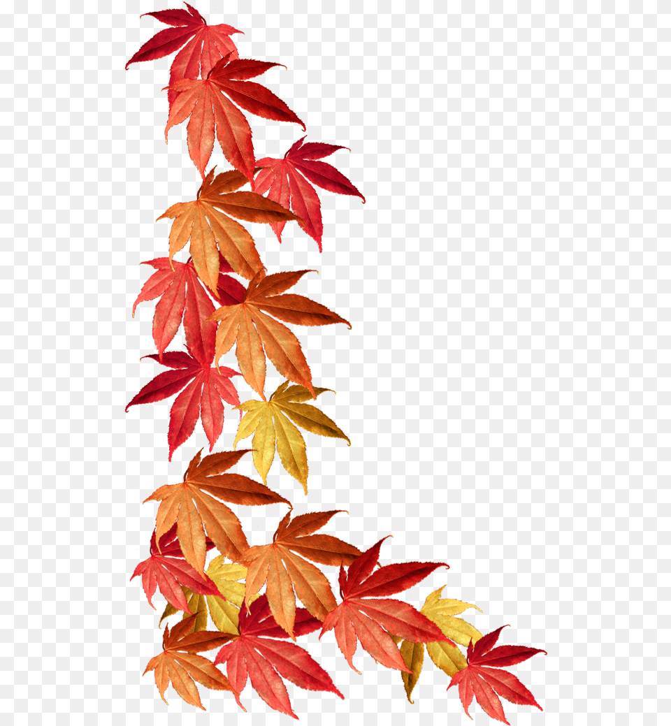 Autumn Clipart Background Fall Leaves Border, Leaf, Maple, Plant, Tree Png Image