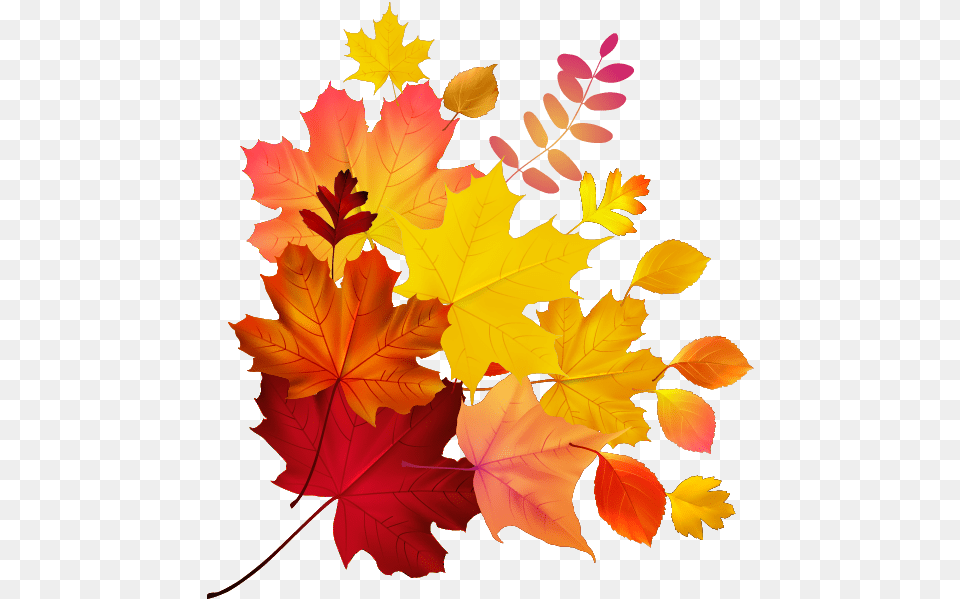 Autumn Color Leaf Maple Royalty Download Hq Autumn Leaves Vector, Plant, Tree, Maple Leaf, Bonfire Free Transparent Png