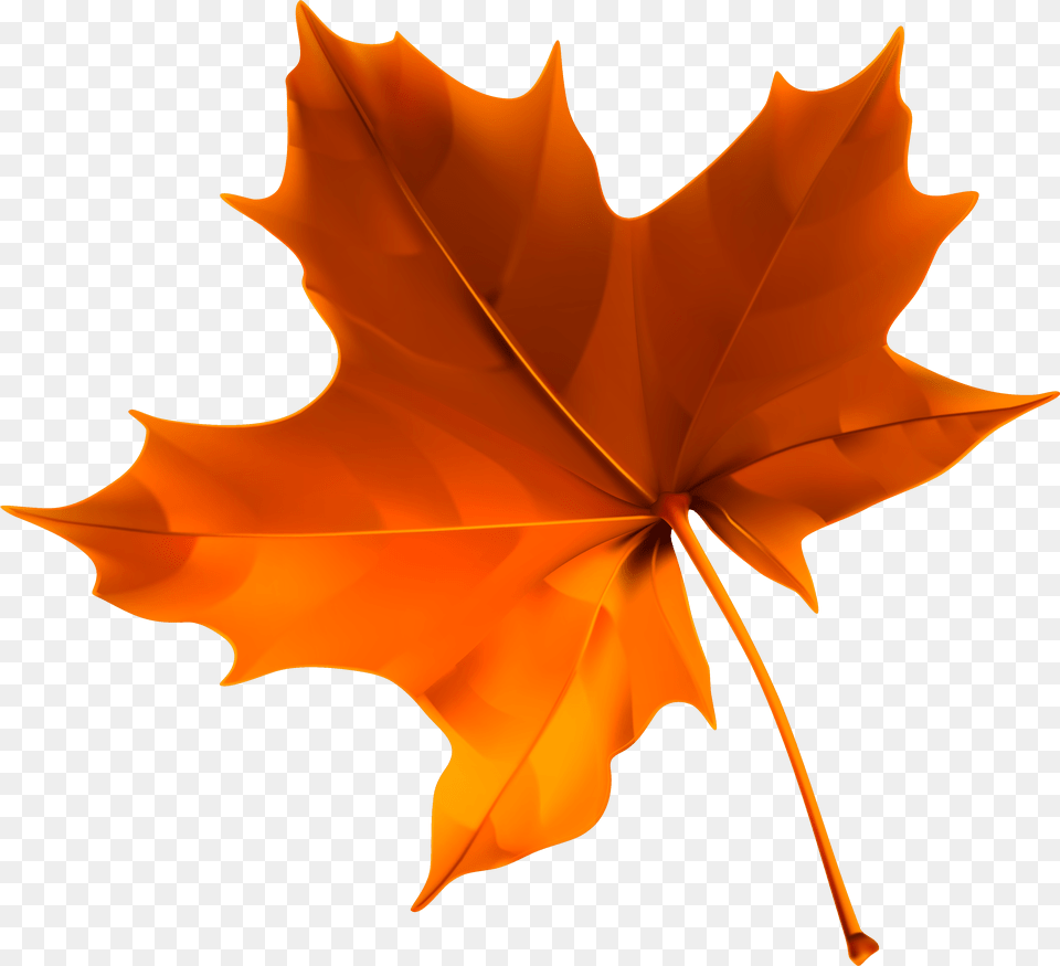 Autumn Color Leaf Red Clipart Hd Clipart, Plant, Tree, Maple Leaf, Maple Png Image