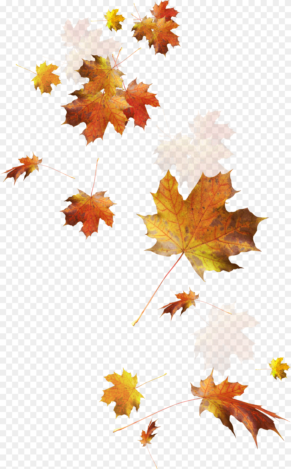 Autumn Color Leaves Leaf Falling Download Hd Clipart Fall Leaves Transparent Background, Maple, Plant, Tree Png