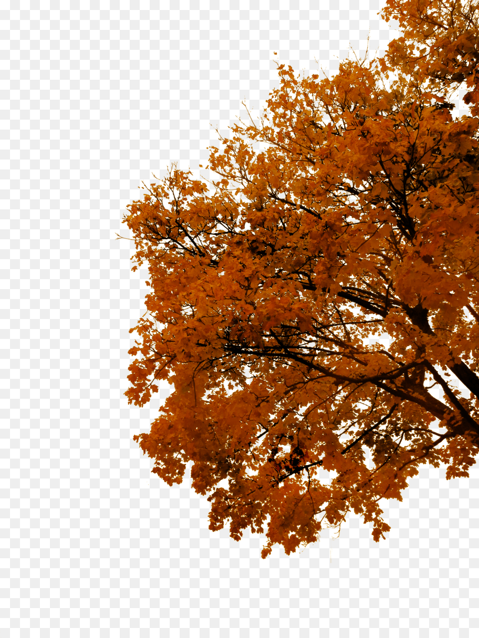 Autumn Cutout By Tigers Stock On Fall Tree, Leaf, Maple, Plant Free Png Download