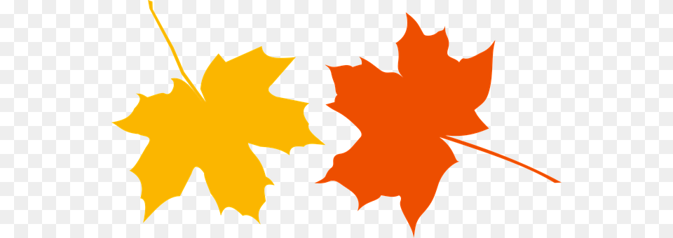Autumn Defoliation Leaf Leaf Fall Maple Se Yellow Maple Leaf Clip Art, Maple Leaf, Plant, Tree, Person Png