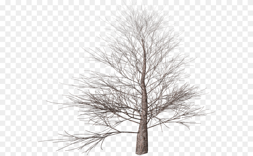 Autumn Digital Art Nature Winter Tree Transparent Background, Ice, Outdoors, Plant, Tree Trunk Free Png Download