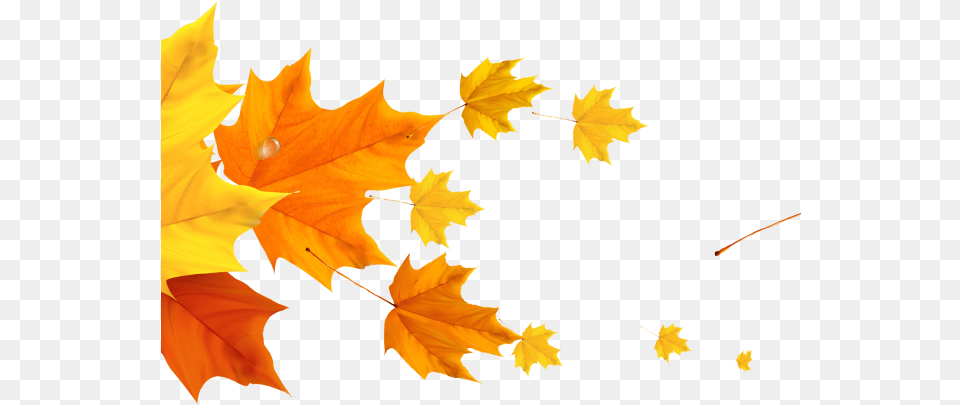 Autumn Divider Cliparts Fall Leaves Transparent Background, Leaf, Plant, Tree, Maple Free Png
