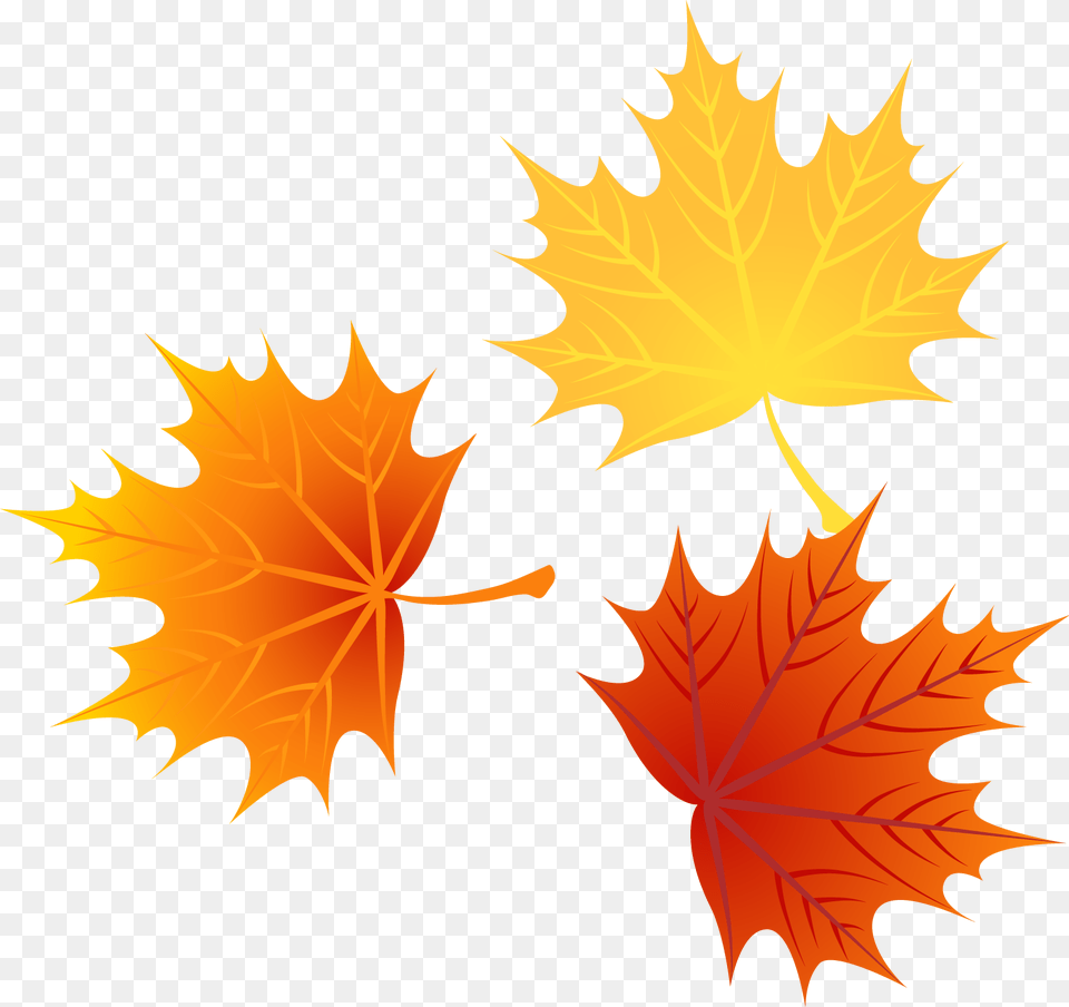 Autumn Euclidean Leaves Vector Leaf Image High Cartoon Fall Leaves, Plant, Tree, Maple Leaf Free Png Download