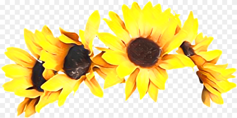Autumn Fall Headband Sun Sunflower Sunflowerheadbands Sunflower Flower Crown, Petal, Plant, Daisy, Animal Png