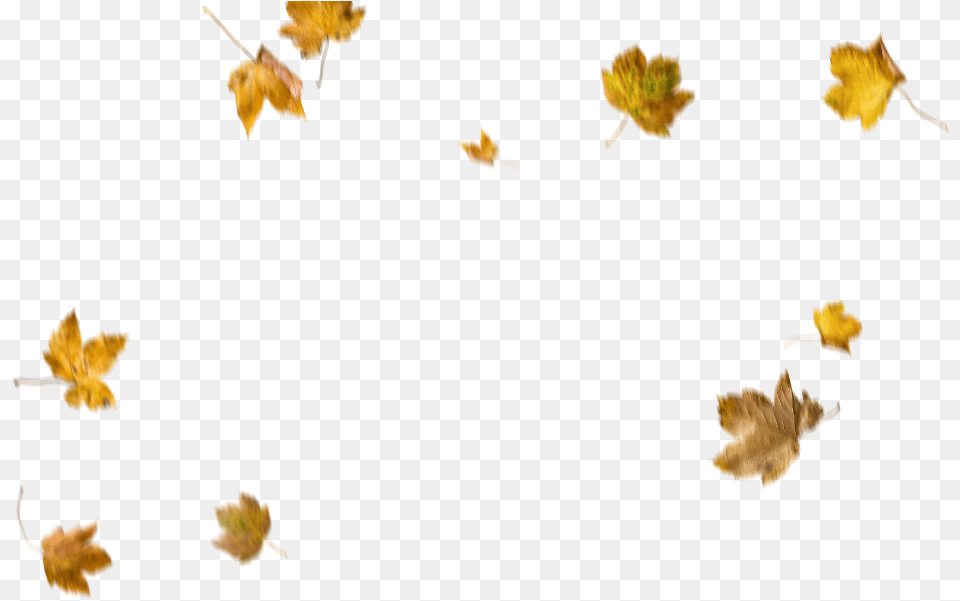 Autumn Fall Leaves Leaf Leaf Overlay, Plant, Tree, Maple, Animal Free Png