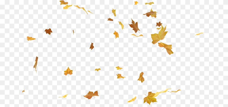 Autumn Falling Leaves, Leaf, Plant Free Png Download