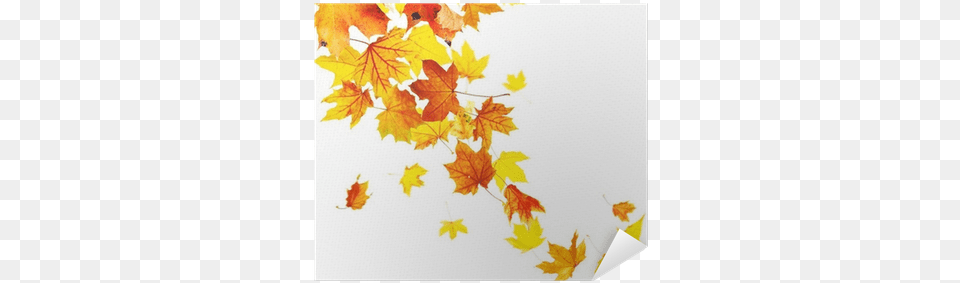 Autumn Falling Leaves Isolated On White Background Fall Preschool Bucket List, Leaf, Maple, Plant, Tree Free Png Download