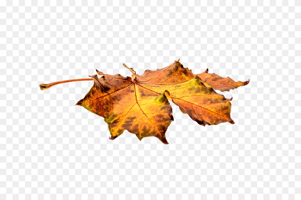 Autumn Flat Leaf, Plant, Tree, Animal, Insect Free Png