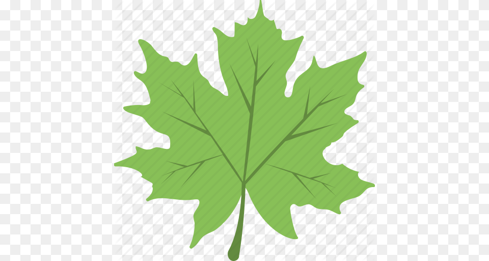 Autumn Foliage Leaf Maple Leaf Nature Icon, Maple Leaf, Plant, Tree Free Png Download