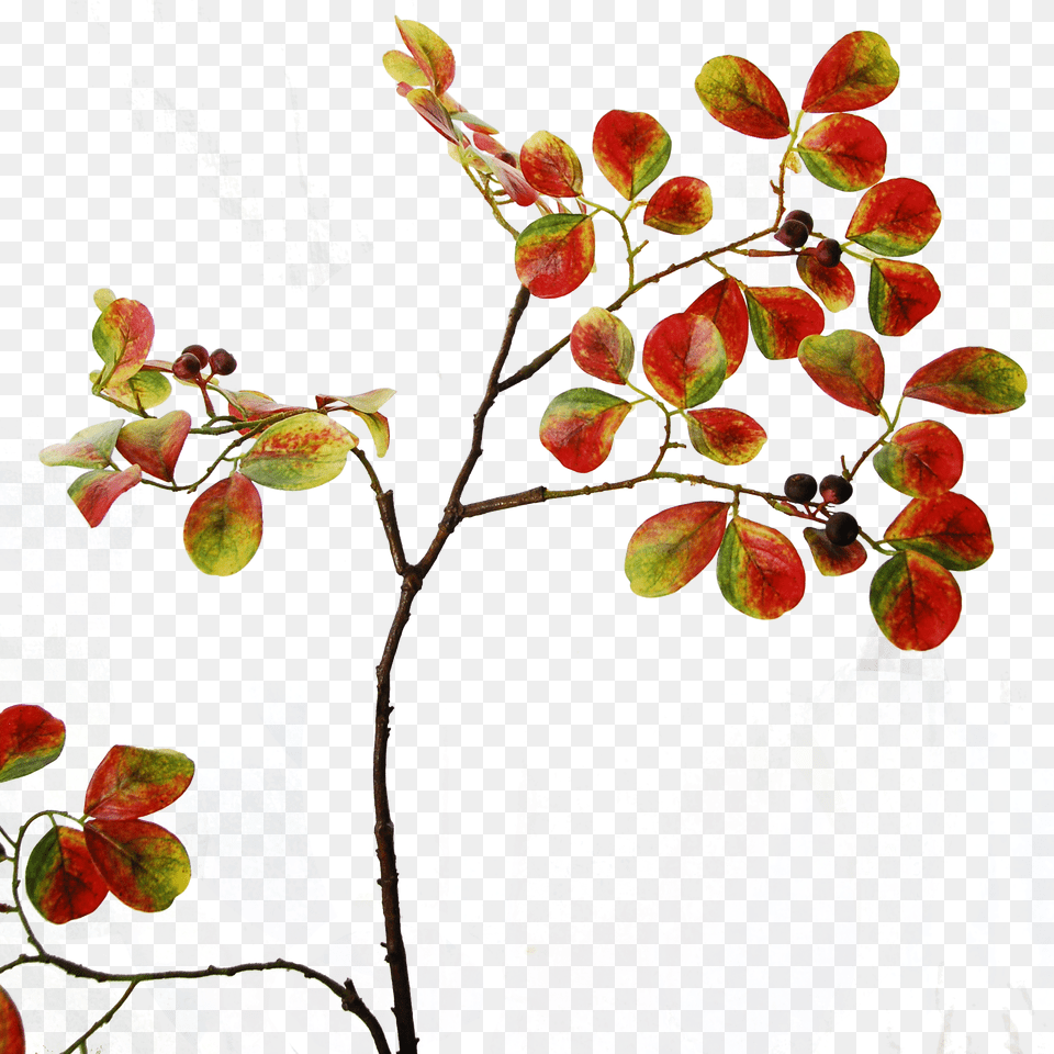 Autumn Foliage Twig, Art, Plant, Pattern, Painting Png Image