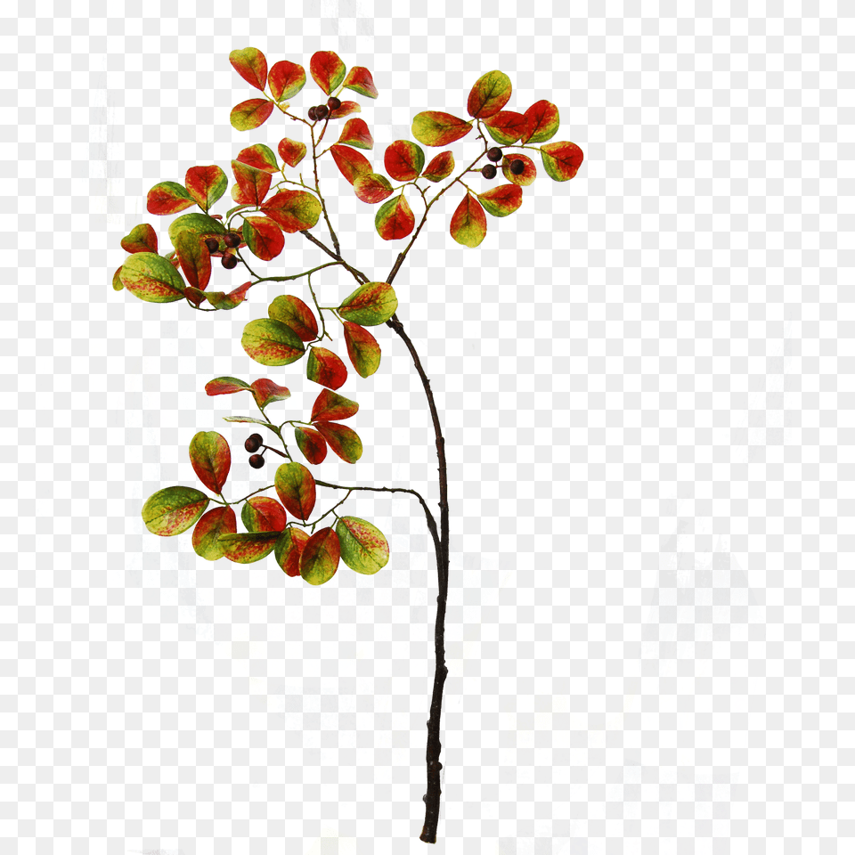 Autumn Foliage With Berries Cm Green Orange Brown, Art, Collage, Floral Design, Graphics Png Image