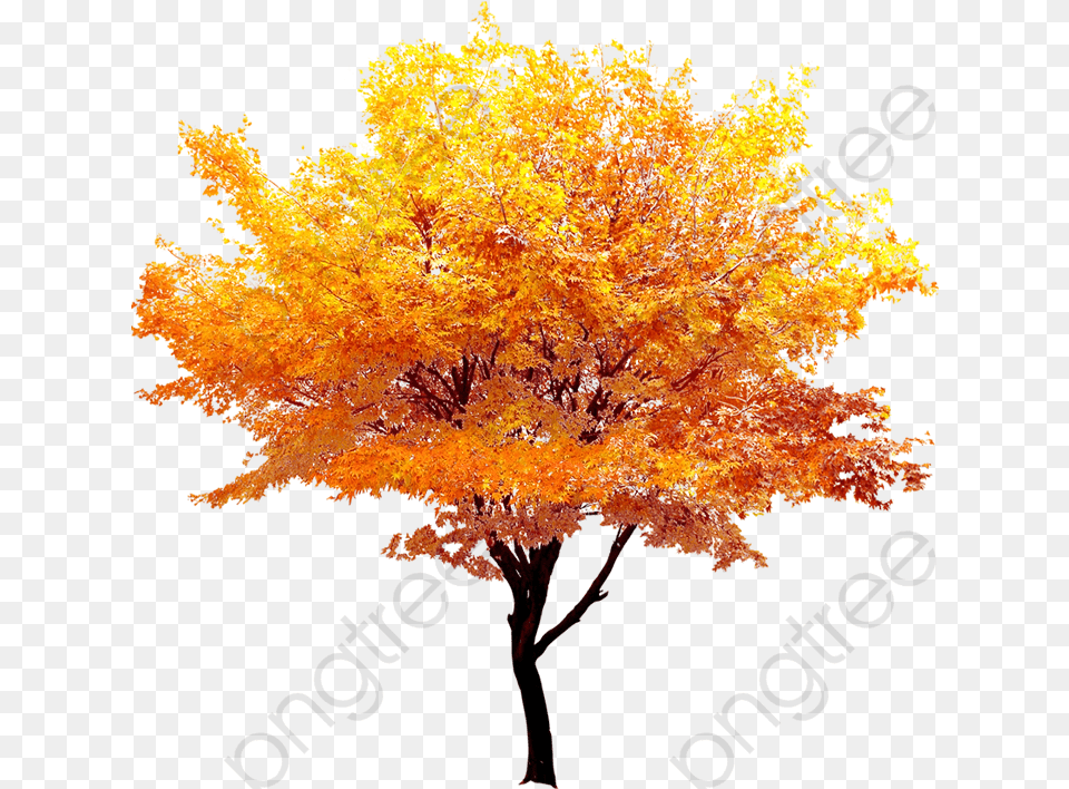 Autumn Gold Maple Trees Fall Golden Transparent Background Autumn Tree, Leaf, Plant Png Image