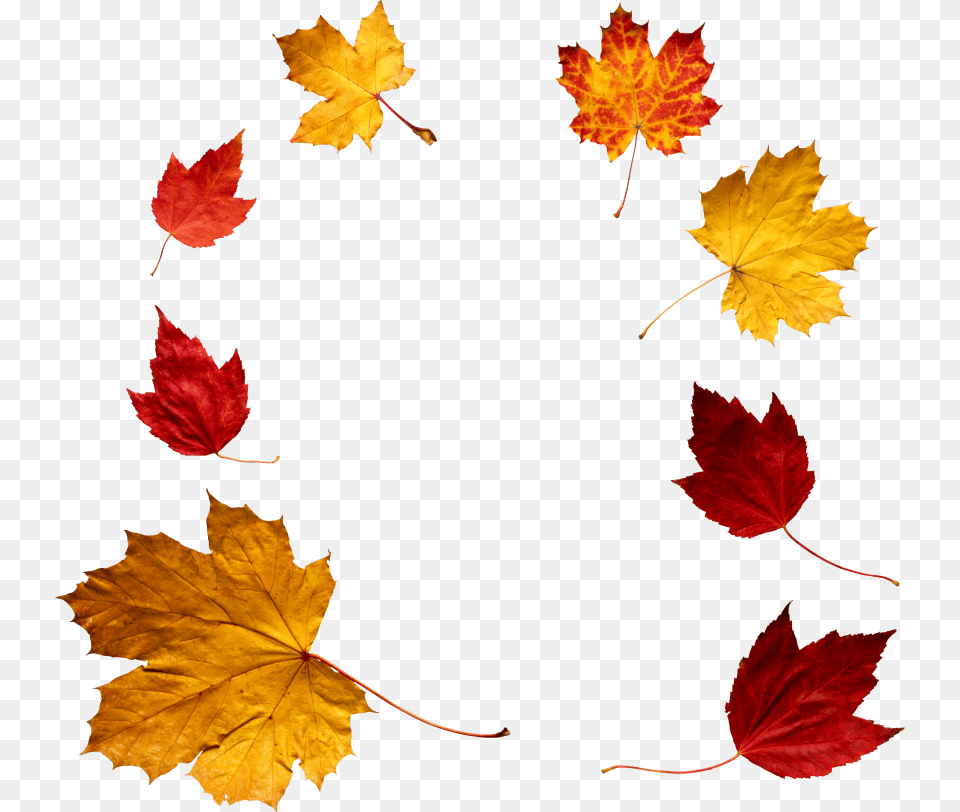 Autumn Leaf, Maple, Plant, Tree, Maple Leaf Png Image