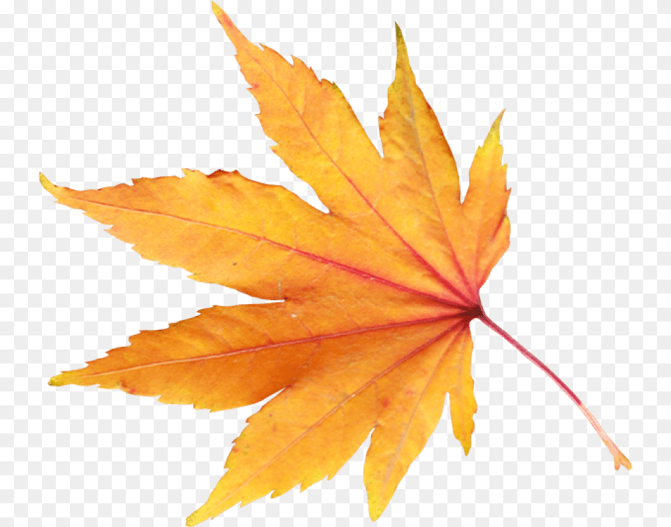 Autumn Leaf, Plant, Tree, Maple, Maple Leaf Free Png Download