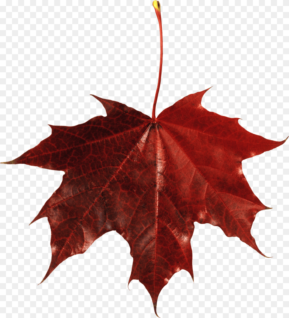 Autumn Leaf Png Image